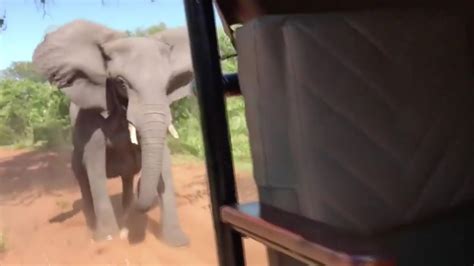 This is the terrifying moment an angry wild elephant rammed a safari vehicle full of tourists so ...