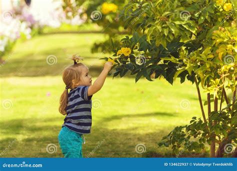 Cute Baby Boy Picking Yellow Blossoming Flowers from Bushes Stock Image ...