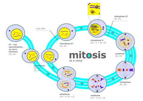 Mitosis and Meiosis: AP® Biology Crash Course Review | Albert Resources