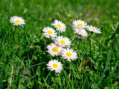 Margrethe Larsen: Weeds With White Flowers In Grass : Types Of Weeds Hgtv - Isoxaben 75 wg can ...