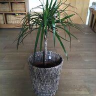 Indoor Plant Stands for sale in UK | 60 used Indoor Plant Stands