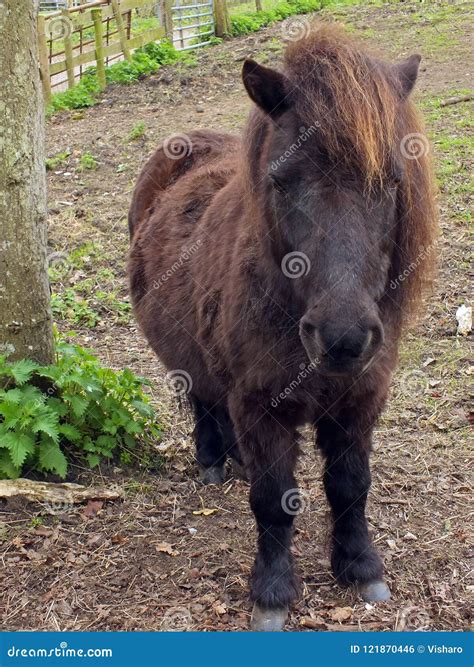 Shetland Pony stock photo. Image of black, miniature - 121870446