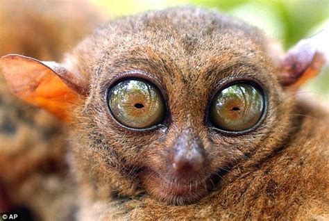 tarsier monkey - Google Search | KoRu Project - Fairies Children/Twin spirits/characters ...