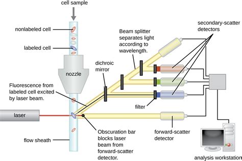 Fluorescent Antibody Techniques | Microbiology