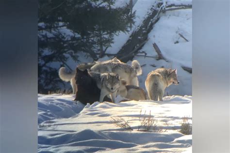 This Yellowstone Wolf Pack Appears Ready for Valentine's Day