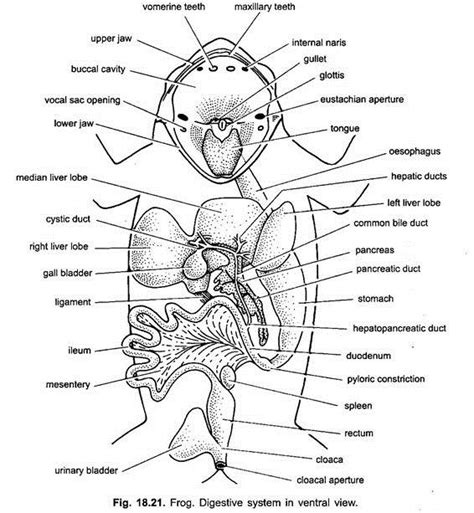 Digestive System of Frog (With Diagram) | Vertebrates | Chordata | Zoology