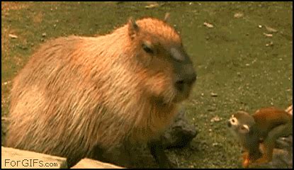 Capybara GIF - Find & Share on GIPHY