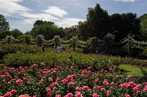 photography regents park flower garden