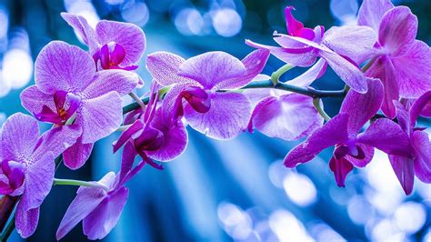 Phalaenopsis, Orchideen, rosa Blüten, Zweig 1920x1080 Full HD 2K Hintergrundbilder, HD, Bild