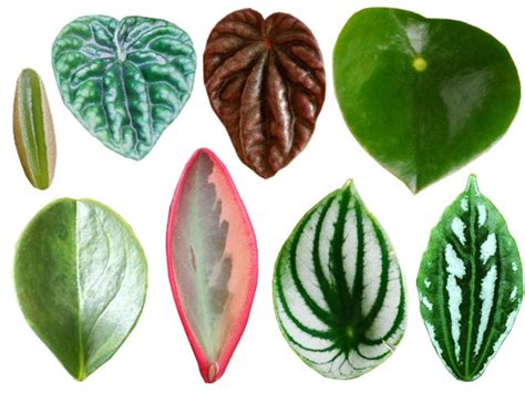 20 Types of Peperomia Plants - Popular & Rare Varieties - Plant Index