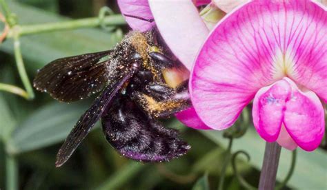 Bee Venom Study Hints Breast Cancer Treatment Prospect