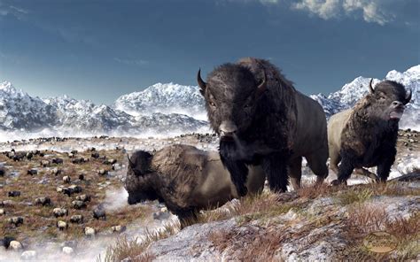 Bison Herd in Winter by deskridge on DeviantArt