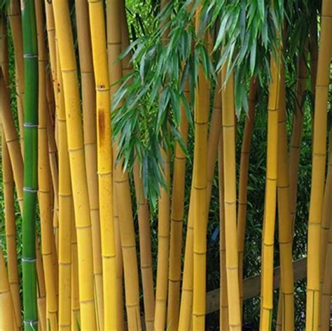 Golden Bamboo Seeds, 50pcs/pack