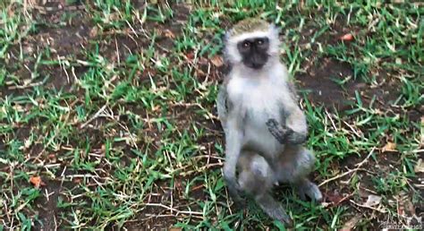 Video: Super Smart Monkeys At Victoria Falls, Zimbabwe