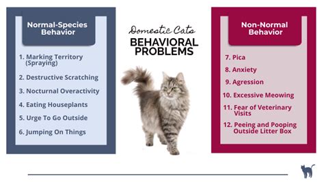 Domestic Cat Behavior Problems (The 12 Most Common Explained)