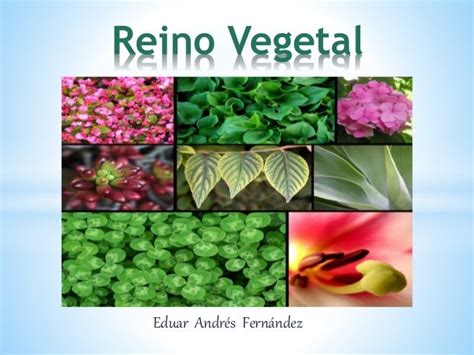 Reino Vegetal Ejemplos