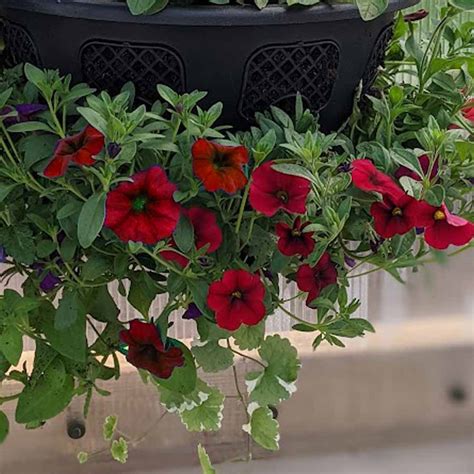 Calibrachoa 'Lia Dark Red'' - The Pumpkin Patch at Bewholme