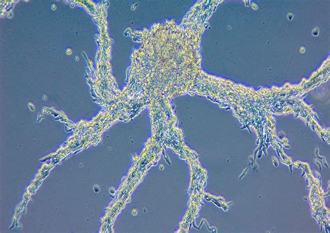 How sulfur metabolism may have paved the way for the evolution of multicellularity