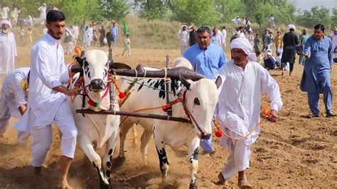 Bull Race Punjab Culture | bail akhara in pakistan - YouTube