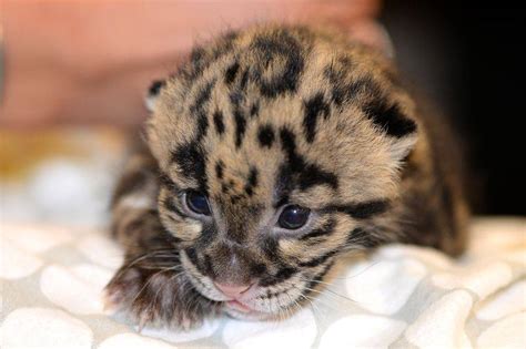 Mews: Baby Clouded Leopard - Katzenworld