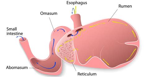 Ruminant Digestive System (sheep digestive system explained w/pictures)