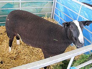 Zwartbles sheep Facts for Kids