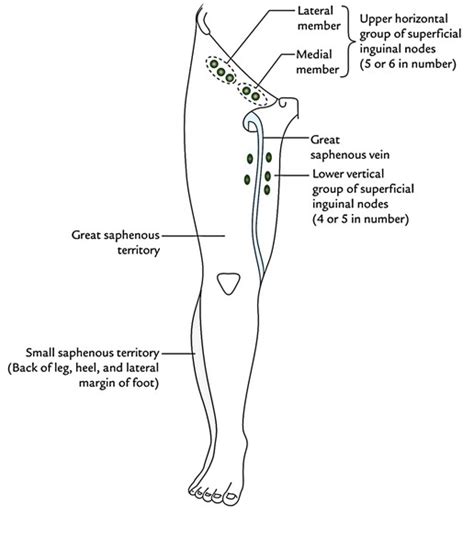 Which Area Of The Arm Drains To The Epitrochlear Nodes - Best Drain Photos Primagem.Org