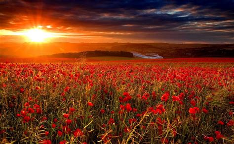 Poppy Fields At Sunset Wallpapers - Wallpaper Cave