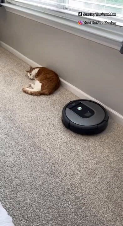 Roomba vs Cat - Funny | Funny animals, Funny animal videos, Funny cute cats