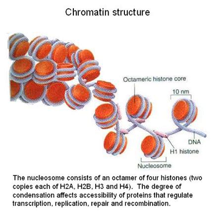 Chromatin Remodeling in Cancer and Immunity | Bremner | Lunenfeld