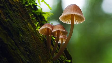 Champignon Full HD Fond d'écran and Arrière-Plan | 1920x1080 | ID:177385