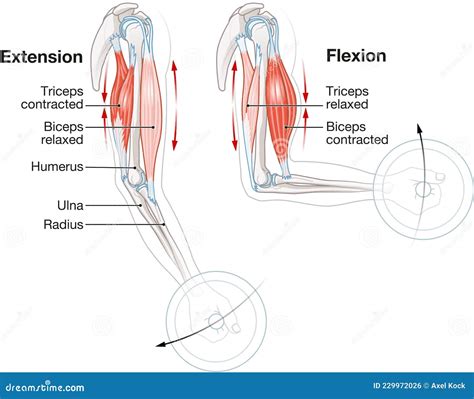 Biceps and Triceps Muscles. Extension and Flexion Stock Illustration ...