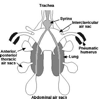 (PDF) AVIAN RESPIRATORY ANATOMY AND PHYSIOLOGY WITH ITS INTERSPECIES ...