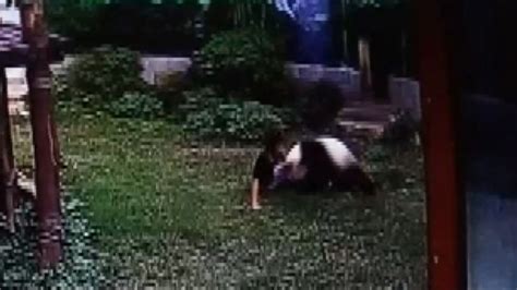 Giant Panda Wrestles With Man at Chinese Zoo Video - ABC News