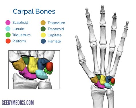 Bones of the Hand | Carpal Bones - Metacarpal bones | Geeky Medics