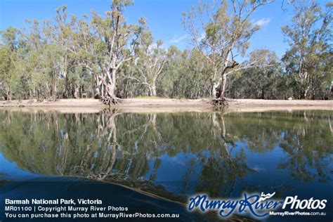 Iconic River Red Gum forest take from Barmah to Nyah Park