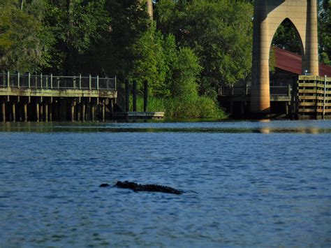 VERY large American Alligator near the Conway Riverwalk