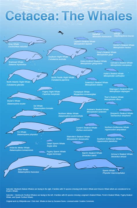 Whales infographic - Wildlife Archives | Wildlife Archives