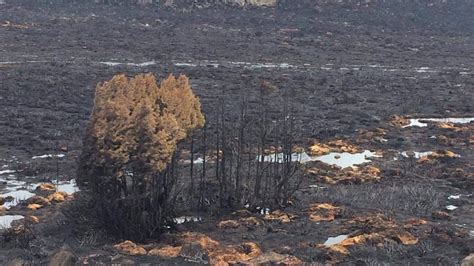 Tasmania fires: First images of World Heritage Area devastation emerge ...