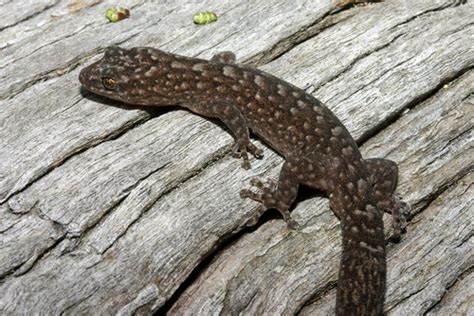 Southern Marbled Gecko (Anglesea flora and fauna) · iNaturalist