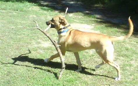 Boxer Shepherd Dog Breed Information and Pictures