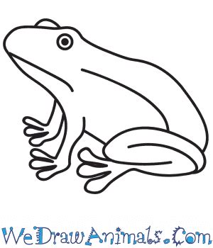 How to Draw a Realistic Frog