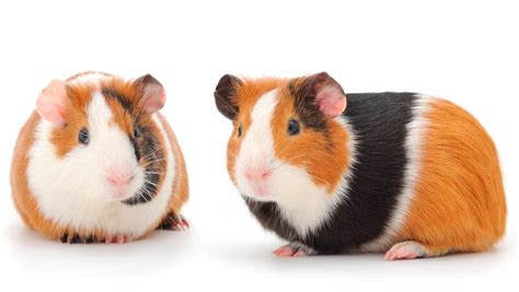 Guinea Pig Cage Calculator & Chart: The Minimum Size Guidelines