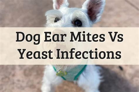 How Do You Know If Your Dog Has A Yeast Infection
