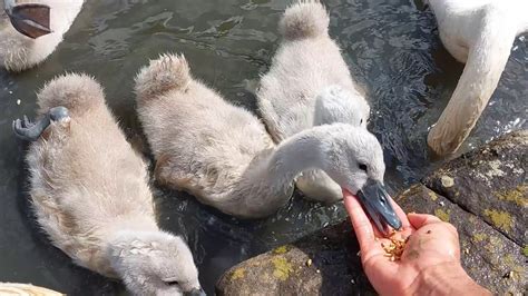 Feeding a Swan Family - YouTube