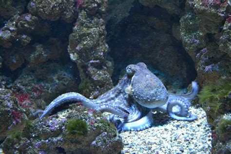 Why is Octopus Blood Blue? | Science | Wilstar.com