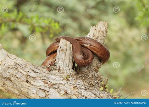 Indian Red Sand Boa Snake Royalty-Free Stock Photo | CartoonDealer.com ...