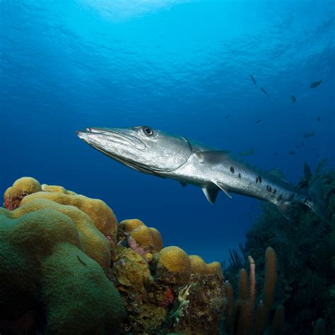 Finding Nemo Barracuda Eats Coral