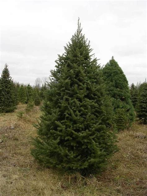 Balsam Fir Seeds - Abies Balsamea - Evergreen Tree - Canada - 10 Seeds | eBay#a...#abies #balsam ...