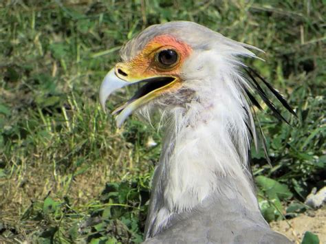 Top 10 Birds With Most Beautiful Crests - The Mysterious World